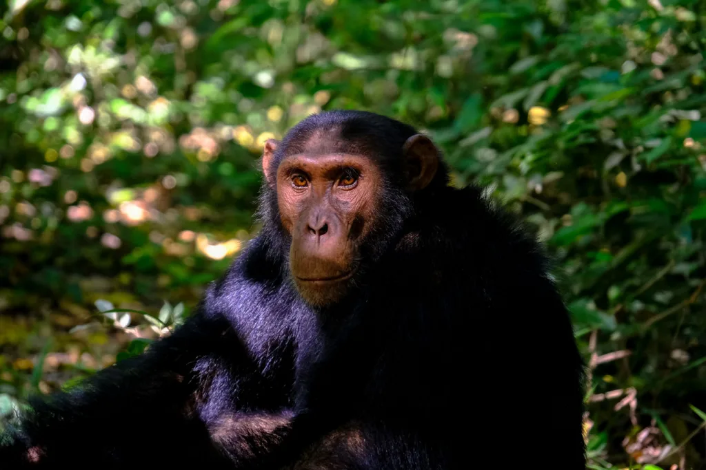 Chimpanzee Tracking