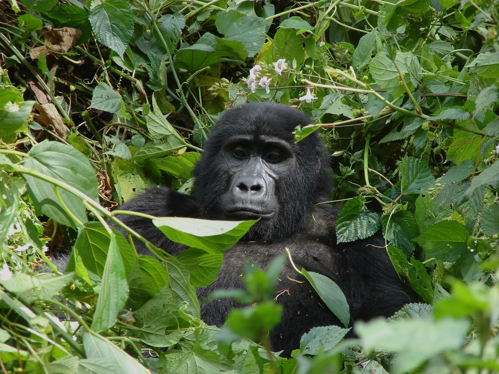 Uganda Gorilla Trekking