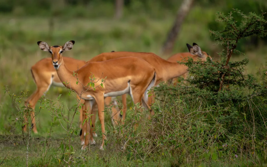 Lake Mburo National Park