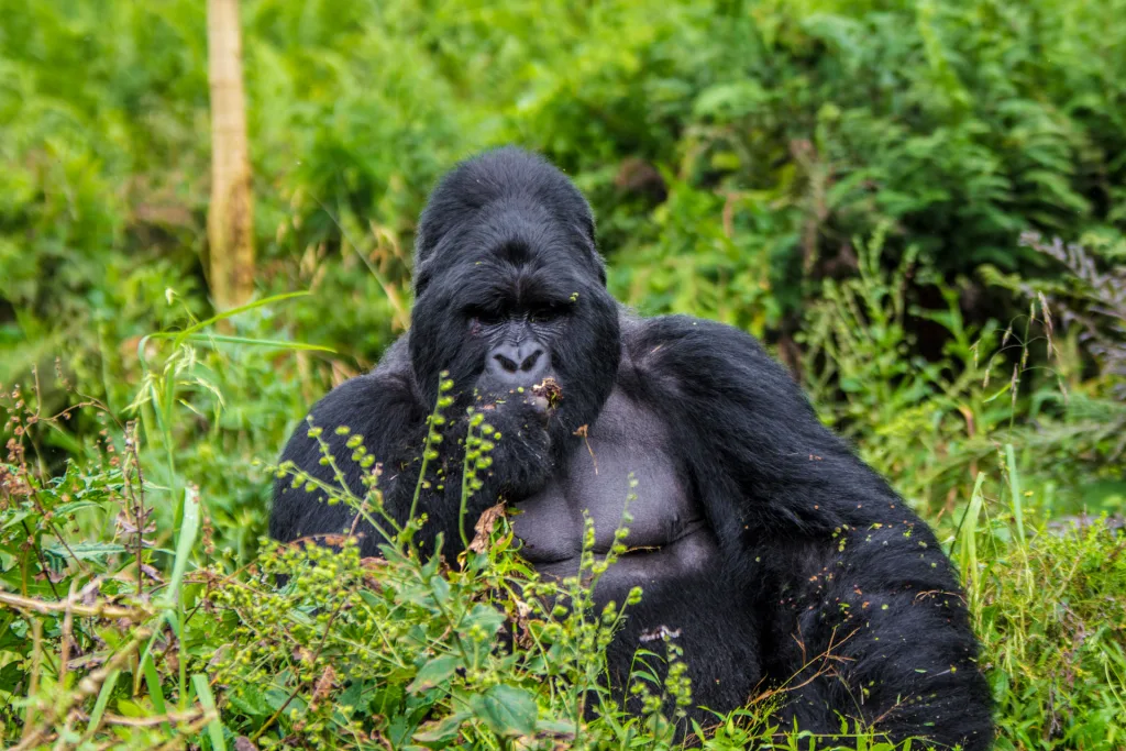 Uganda Primate Safaris