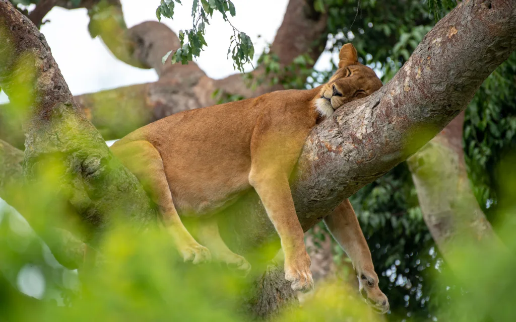 Queen Elizabeth National Park