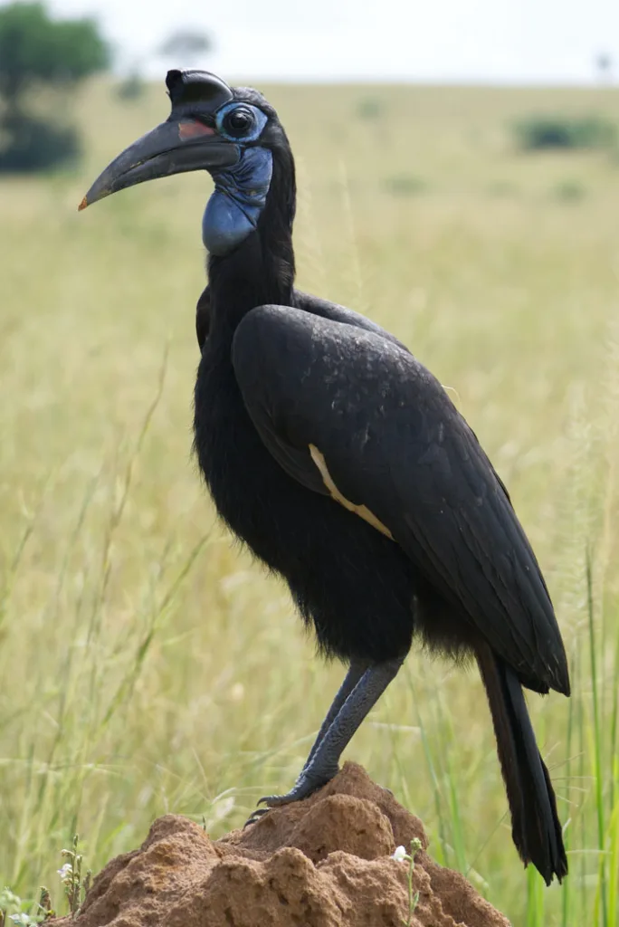 Uganda Birding Tours