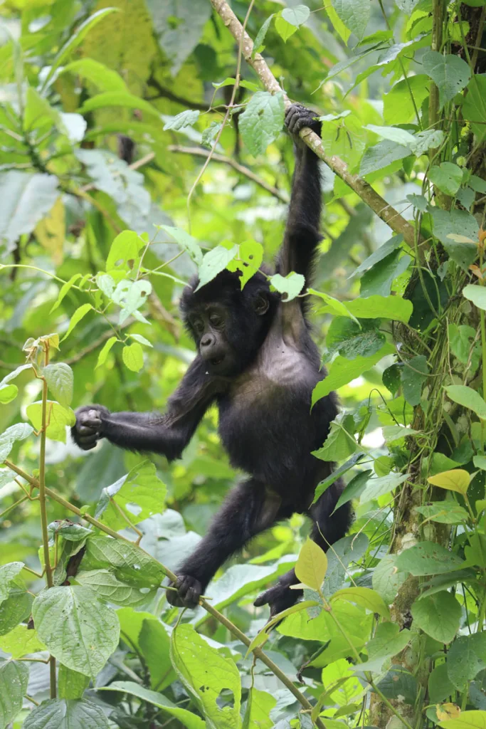 Uganda Gorilla Trekking